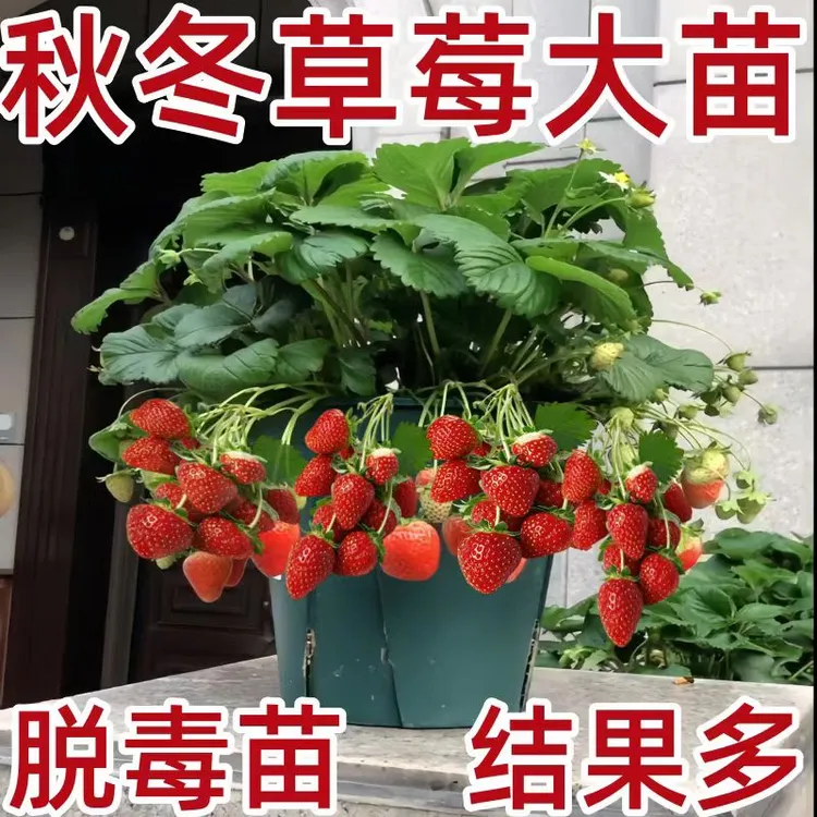 四季草莓苗盆栽带盆带土家庭阳台种植奶油天使草莓秧子地栽草莓苗