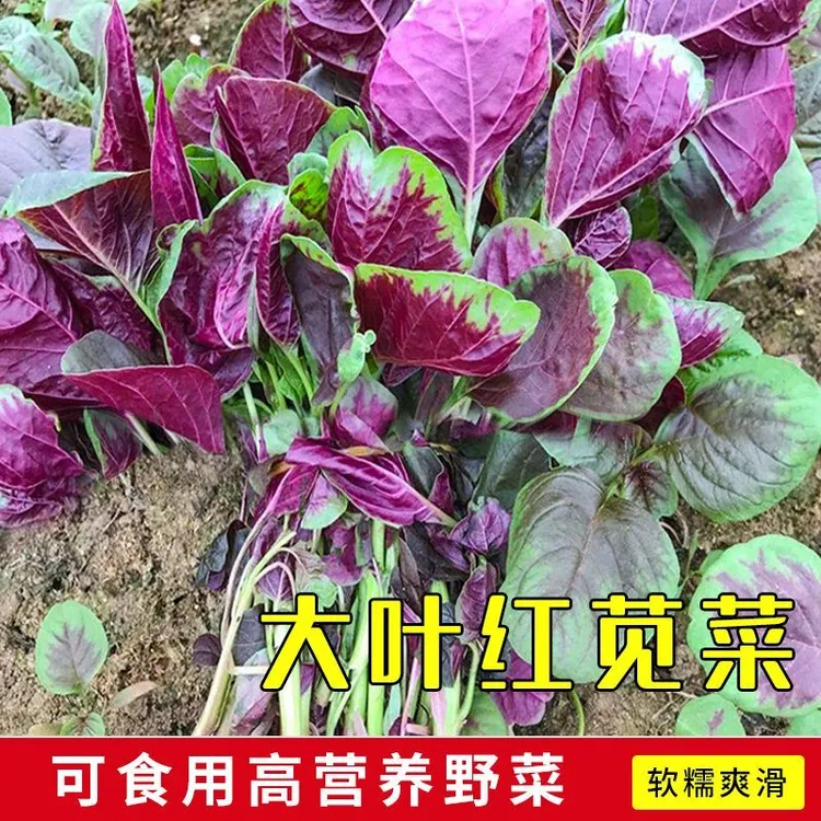 红圆叶苋菜种子籽耐热四季高产汉菜种孑阳台盆栽速生四季蔬菜种子