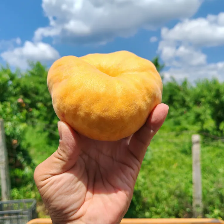 黄蟠桃新鲜应季香甜多汁自然生长果园直发包邮现摘