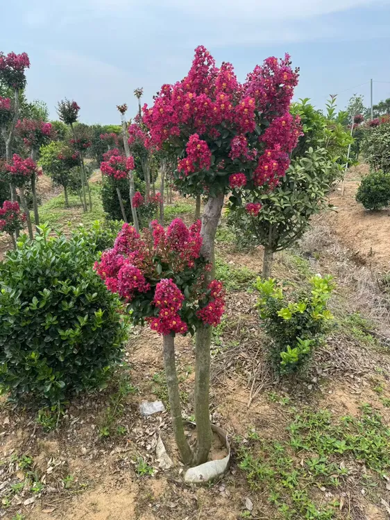 进口百丽矮化型紫薇耐寒耐高温可盆栽地栽庭院美化