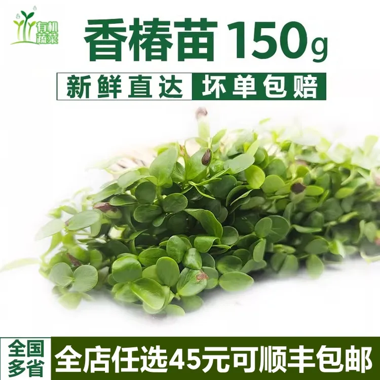 【新客福利】冷链发货新鲜香椿芽苗菜香椿摆盘装饰当季现摘香椿煎蛋