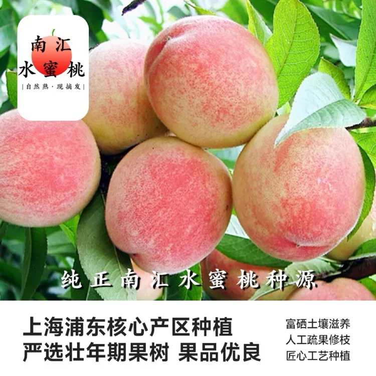 南汇水蜜桃新鲜现摘鲜甜多汁脆爽软吃多汁当季脆甜
