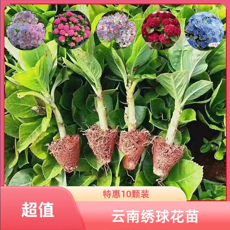 云南绣球花苗基地直销自然庭院无尽夏八仙花盆栽地栽耐寒原土发货