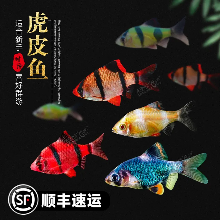 直播虎皮鱼活体热带混养小型鱼新手好养绿虎皮淡水鱼四间虎皮鱼