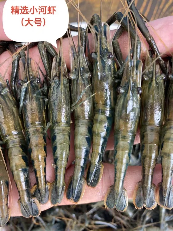 湖北荆门京山精选淡水小河虾淡水虾小青虾冷冻新鲜草虾原生态