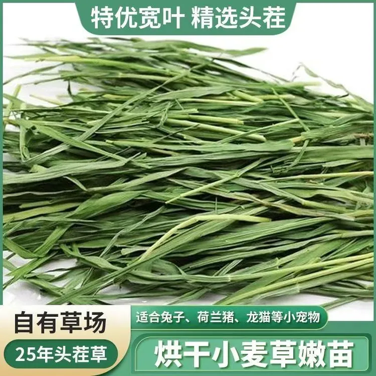 25年精品烘干小麦草叶多鲜绿荷兰猪兔子龙猫猪零食草助消化高营养