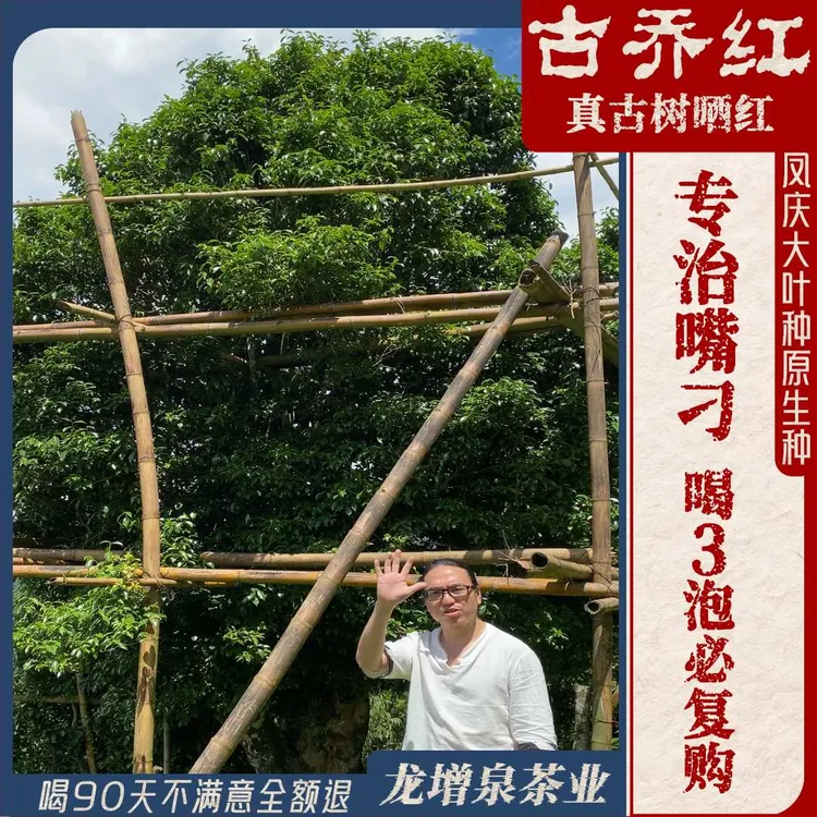 【古乔红】真古树晒红•云南凤庆大叶种老品种滇红～花香馥郁回甘持久
