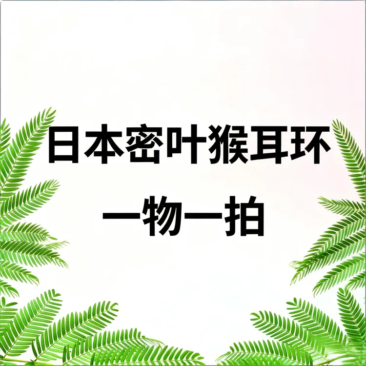 日本密叶猴耳环室内绿植密叶猴耳环盆栽阳台花卉（一物一拍）
