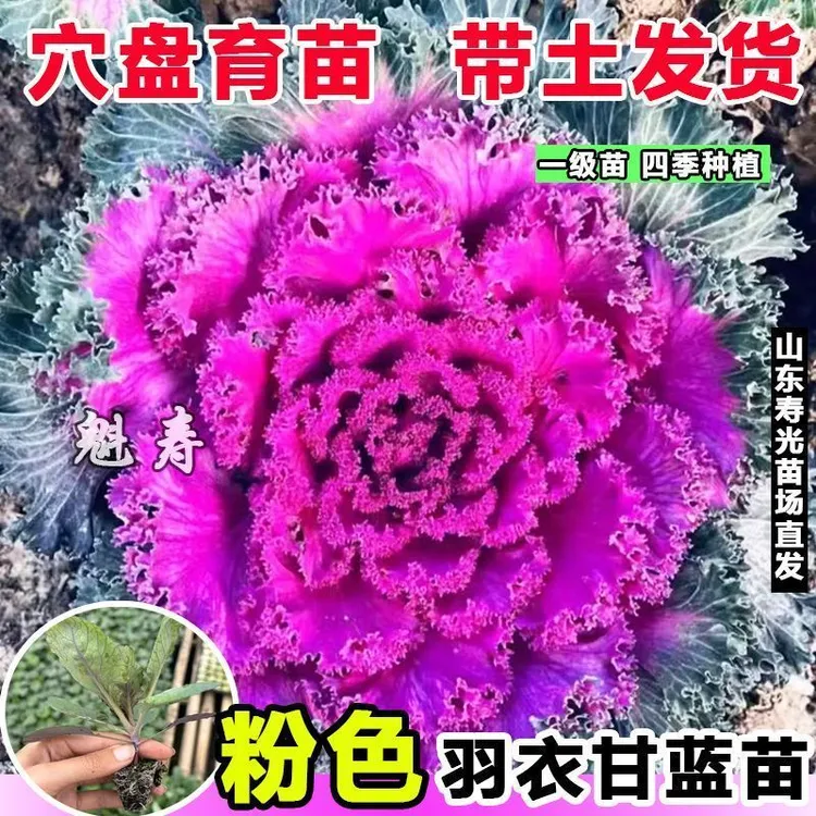 粉羽衣甘蓝盆栽苗种子特色蔬菜秧苗观赏食用春秋四季阳台盆栽