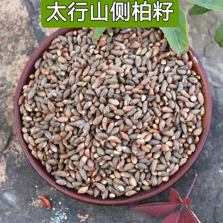 太行山柏籽  带壳柏籽侧柏子 可装枕头侧柏籽 柏树果