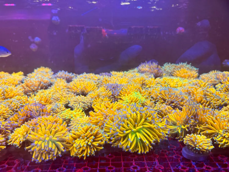 软体珊瑚活体一物一拍以号码牌截图为准