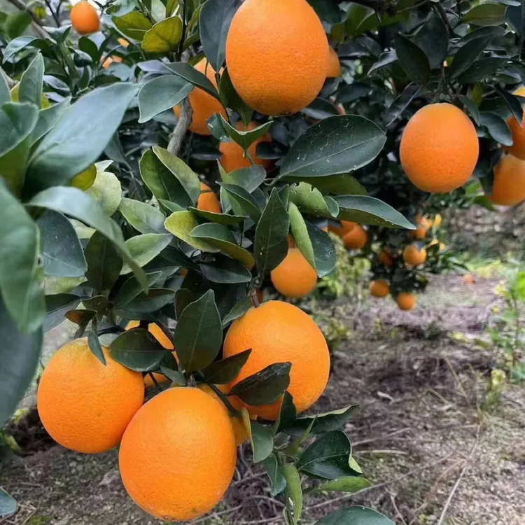 上坪本地脐橙顺丰包邮