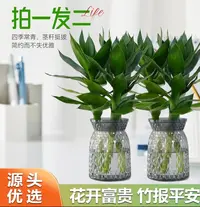 【买一送二】观音竹富贵竹室内外好养卧室绿植招财水培富贵竹