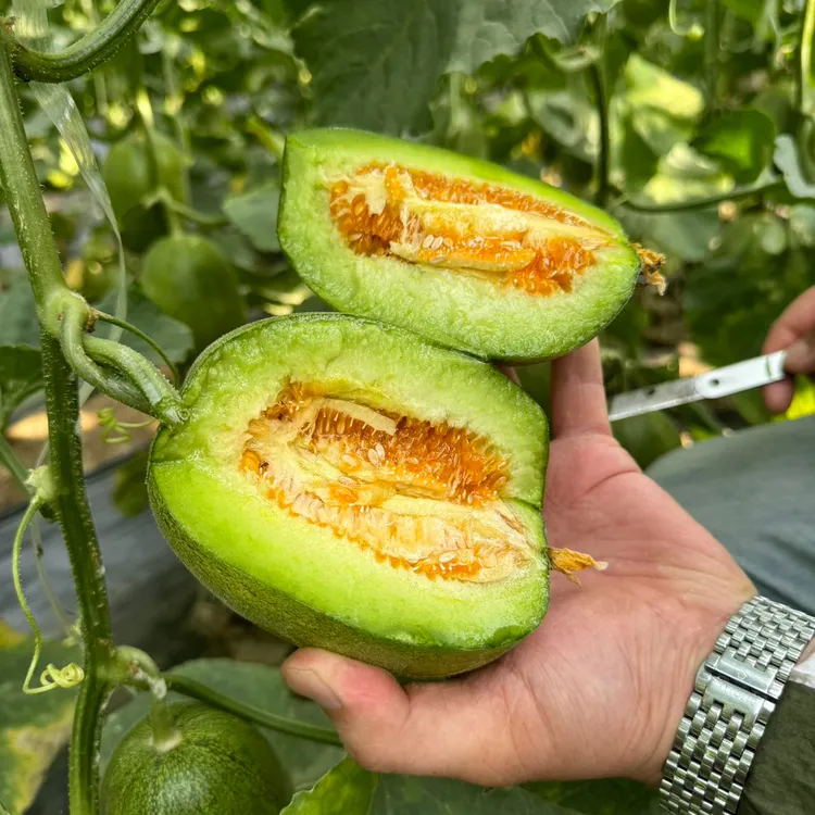 甜丫蛋羊角蜜 果香浓郁 一口清甜 果瓤也好吃 4-6个装 4斤 京东 