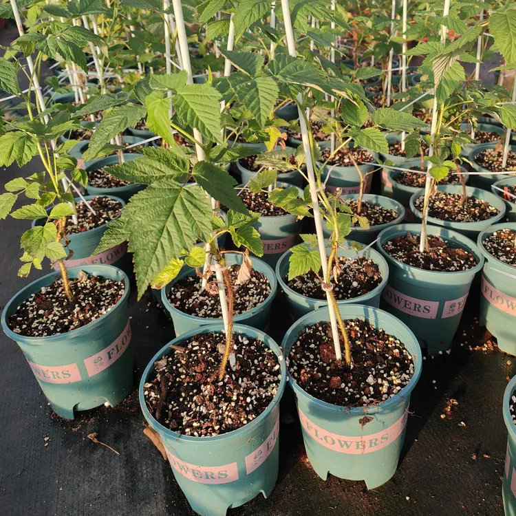 《双季红树莓盆栽》室外绿植双季红树莓