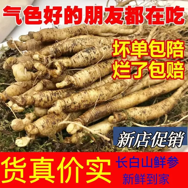 长白山鲜参泡水煮茶涮火锅参香浓郁
