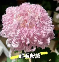 【鹅毛粉黛】大花富贵菊九月菊花苗盆栽适合室内外花开好看