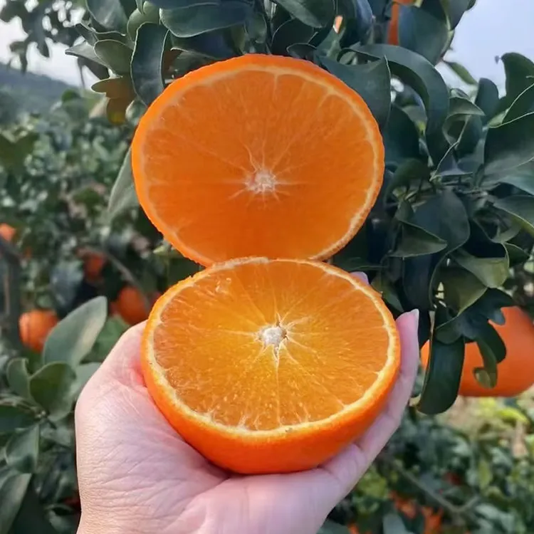 【果园直发】四川青见果冻橙新鲜采摘现摘现发坏果包赔净重5-8斤3