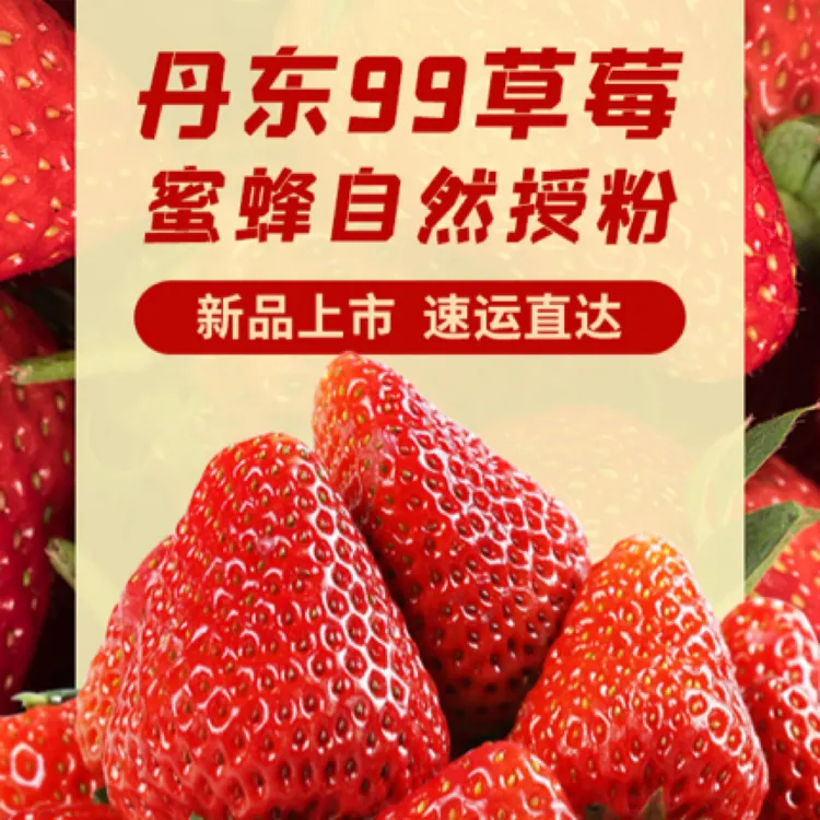 正宗丹东九九草莓自家果园现摘草莓味浓香甜产地直发孕妇