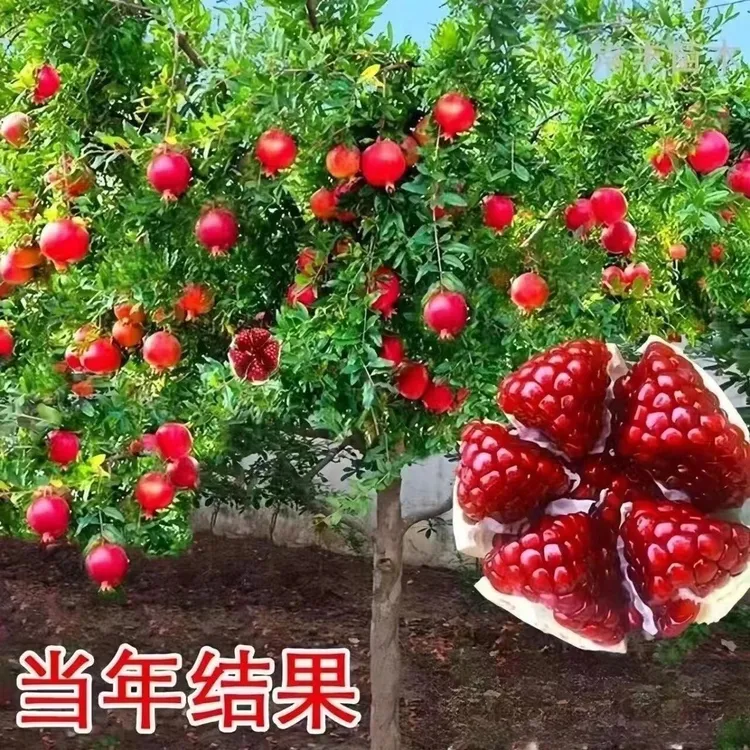 大果纯甜软籽大石榴盆栽地在南方北方抗严寒耐高温