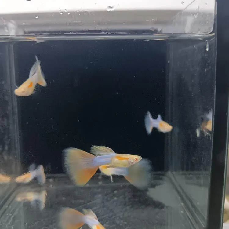 天使彩虹孔雀鱼活体小型热带观赏鱼适合新手好养耐活可繁殖