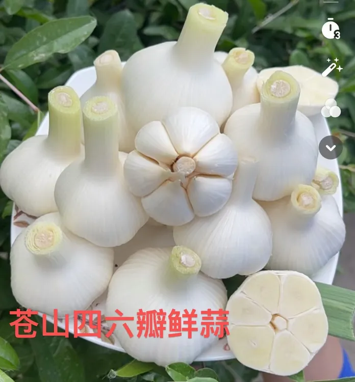 [鲜蒜]老品种苍山四六瓣大蒜饱满优质自然健康