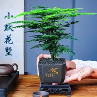 文竹盆栽室内绿植四季常青适合办公室客厅桌面摆放qx