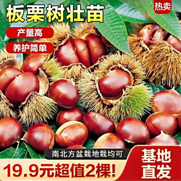 正品嫁接大红袍王中王油板栗苗树南北方盆栽地栽当年结果果树果苗