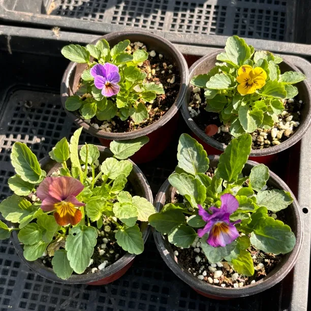 皱边角堇盆栽耐寒花卉适合阳台庭院冬季种植