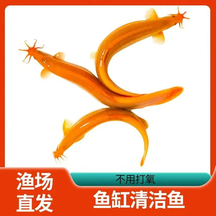 超萌好物清理鱼缸宠物活物黄金泥鳅冷水观赏鱼好养耐活清道夫金鱼