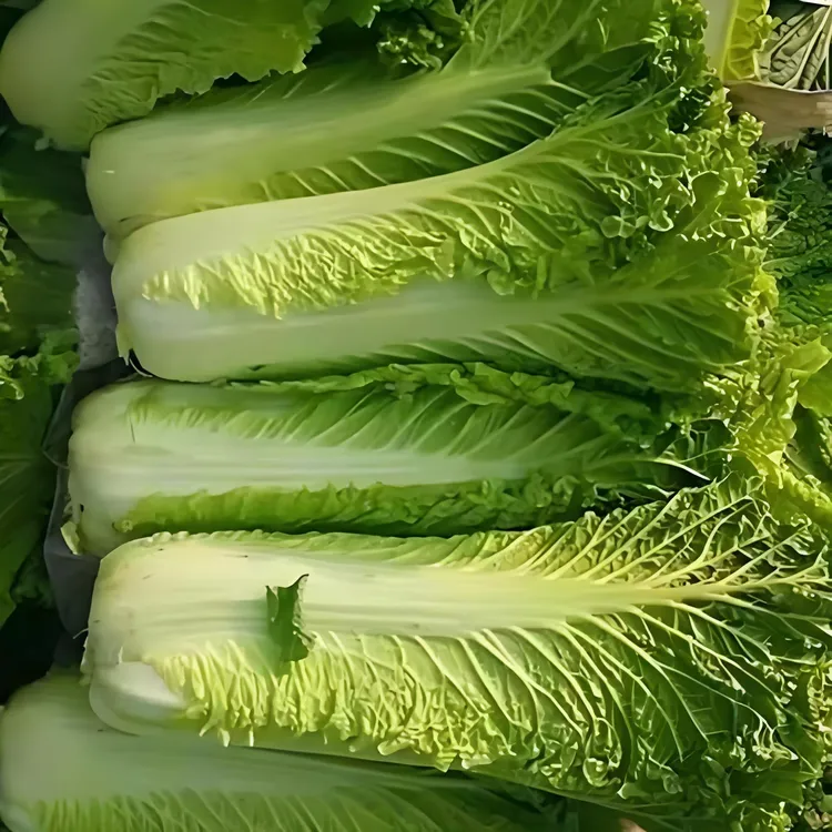 贵州高山露天新鲜青口白青麻叶大白菜清甜脆嫩蔬菜