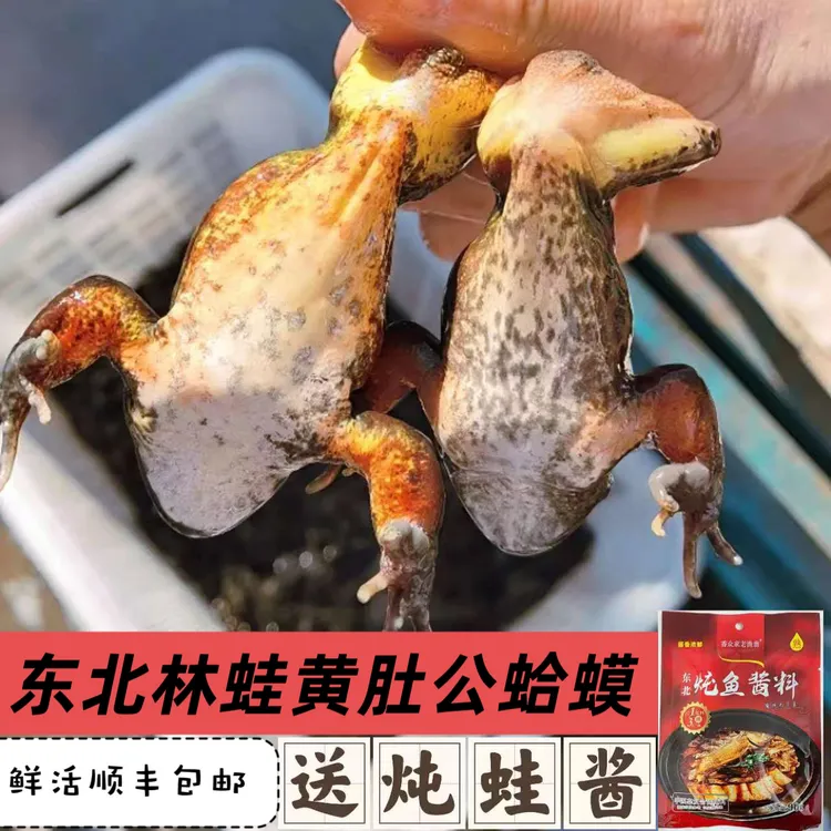 东北林蛙公蛤蟆黄肚公蛙鲜活包邮顺丰快递送货上门送酱嘎嘎香