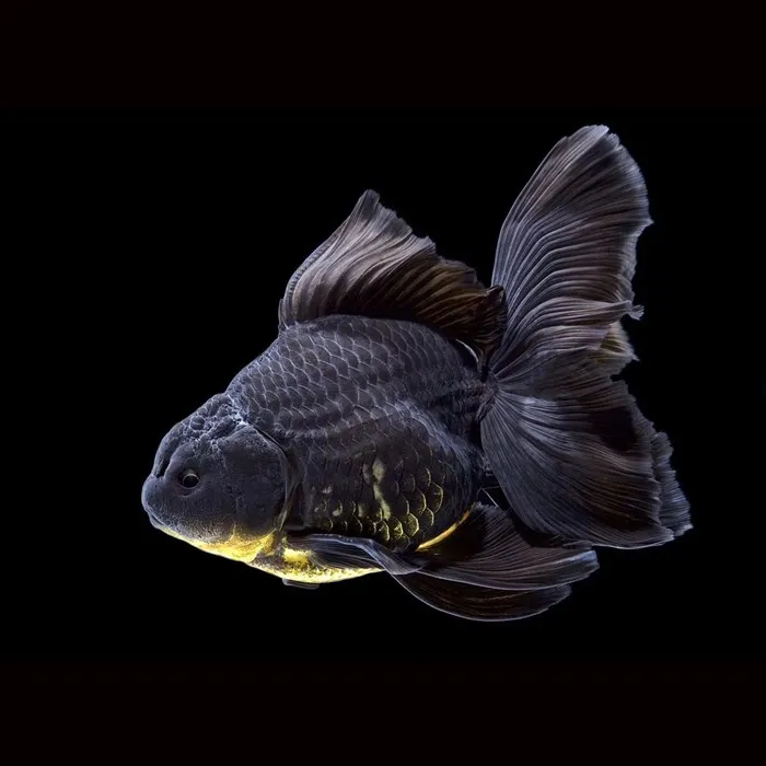 超萌好物冷水金鱼鸿运当头红国狮泰师元宝狮浮力耐活