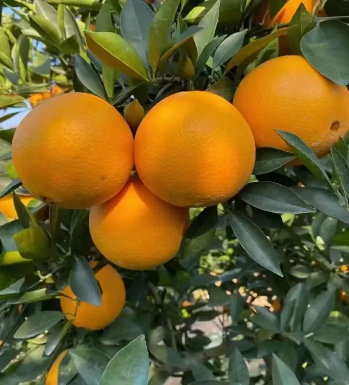 正宗安江雪峰脐橙皮薄肉带枝带叶多汁橙水分充足甜度适中橙子10斤