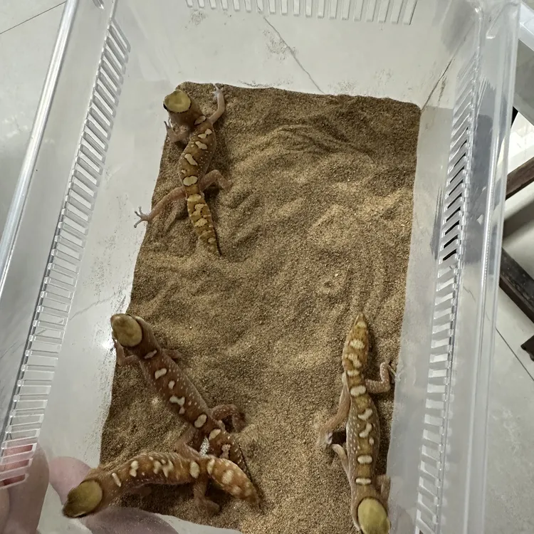 珠宝守宫可爱迷你