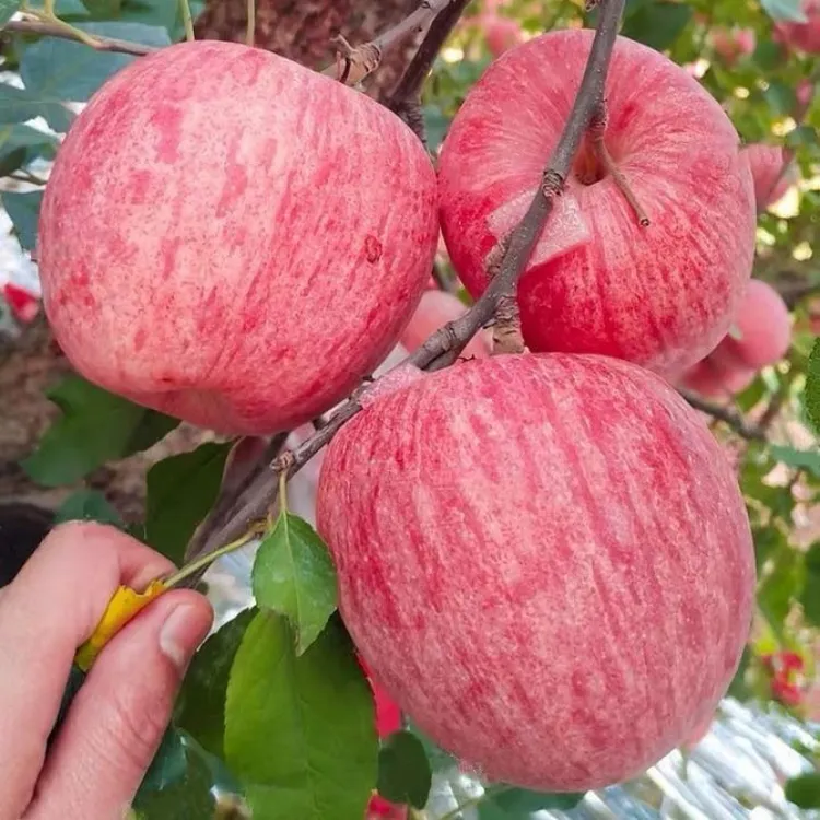 6#苹果树苗众诚3号红富士奶油维纳斯庭院阳台盆栽果树当年结果