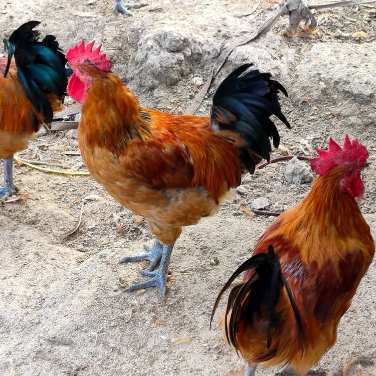 东北圈山散养黑爪大红公鸡带心肝珍当年的新鲜现杀冷链发货