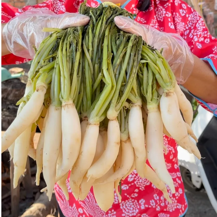 桂乡园专属新鲜整颗不切萝卜菜萝卜苗农家腌制灵山特产