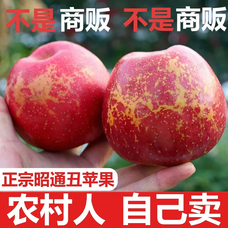 正宗云南昭通正宗丑红富士苹果新鲜采摘高山孕妇宝宝新鲜水果