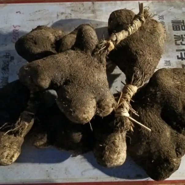 湖南新鲜农特产白肉脚板薯粉糯薯易去皮可煲汤炖骨头汤做湖南和菜