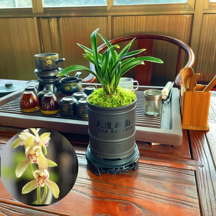 禅月达摩（带花芽） 矮种建兰精品浓香型好养兰花苗绿植盆栽