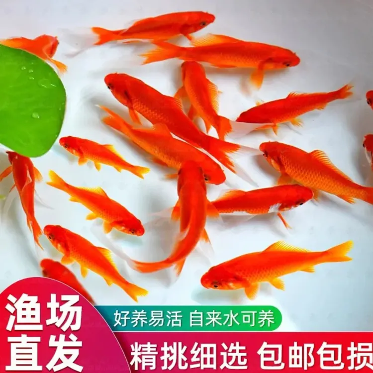 精品火焰红草金鱼自来水懒人 新手好养 耐活冷水观赏鱼 包邮到家