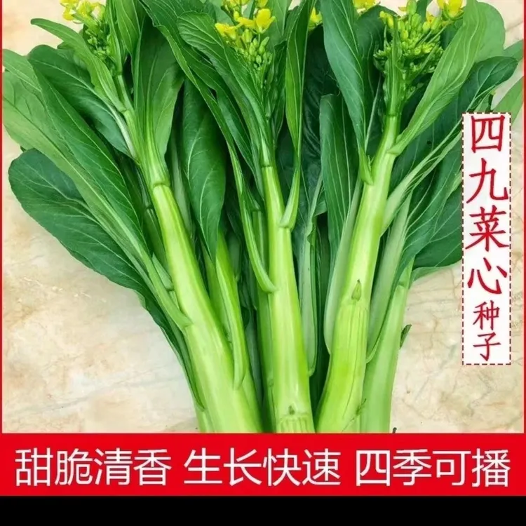 广东四九甜菜心种子四季甜菜心种子粗条青菜蔬菜春季蔬菜种子大全
