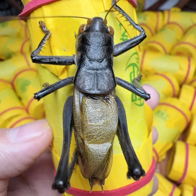 郝建伟精品大包铁皮蝈蝈（新脱蝈蝈）