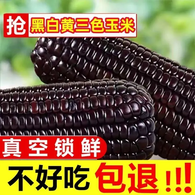 【今年头茬】山西忻州黑糯玉米真空独立包装整箱包邮工厂直发玉米棒
