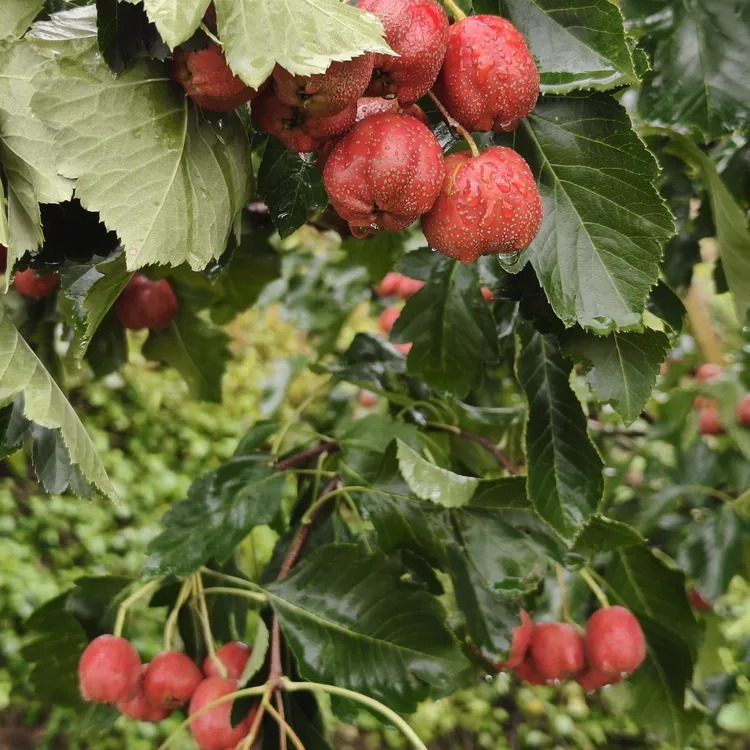 山东大五棱雪球2025鲜果山楂糖葫芦专用微波炉山楂鲜果