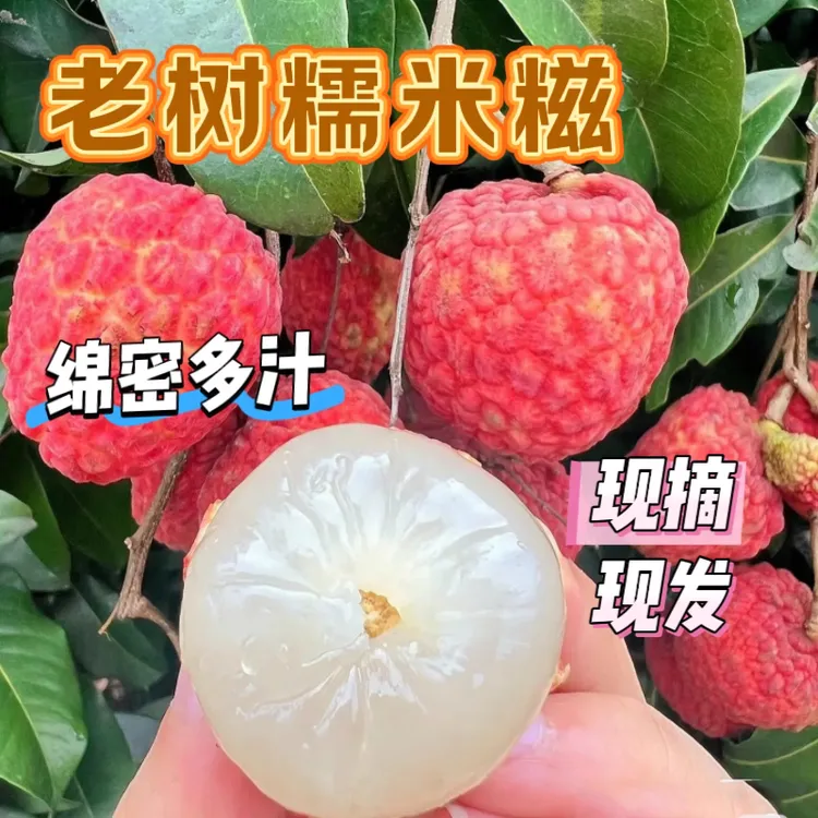 7-11日现摘现发罗定自家高山老树糯米糍5斤礼盒装【顺丰冷链】