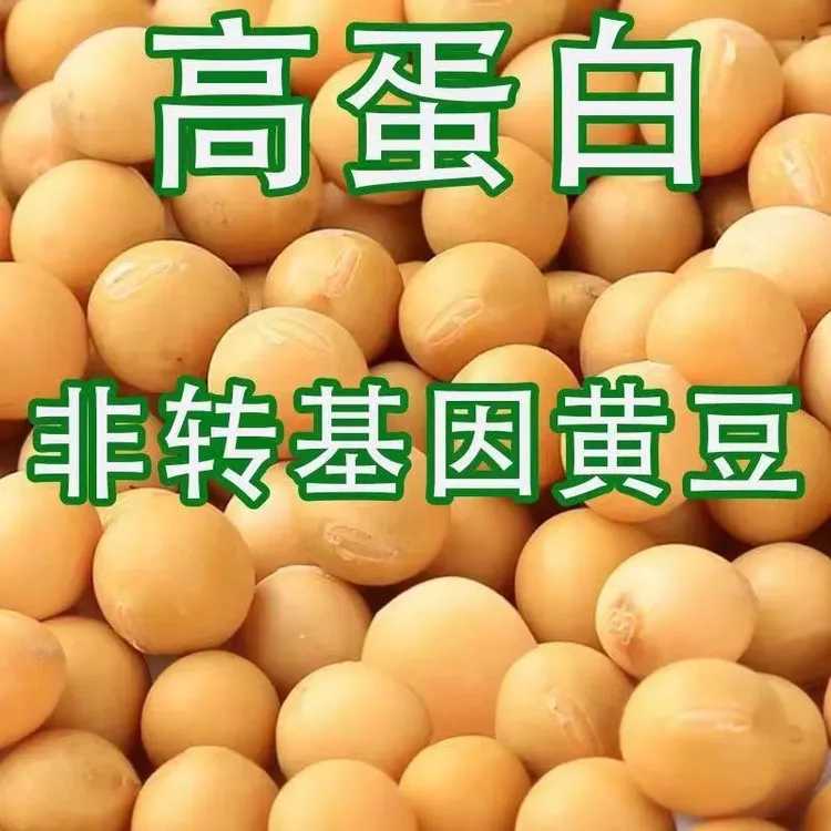 2025年新黄豆5斤10斤大豆生豆芽豆高蛋白大豆浆豆腐豆制品农家