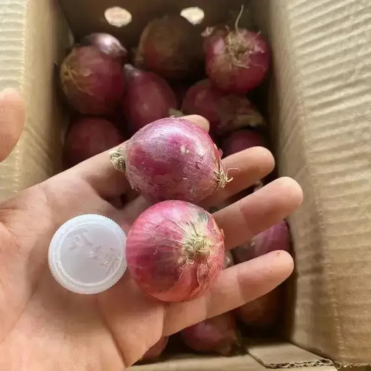 紫红色小洋葱好吃不贵经济实惠可以生吃凉拌洋葱产地直销