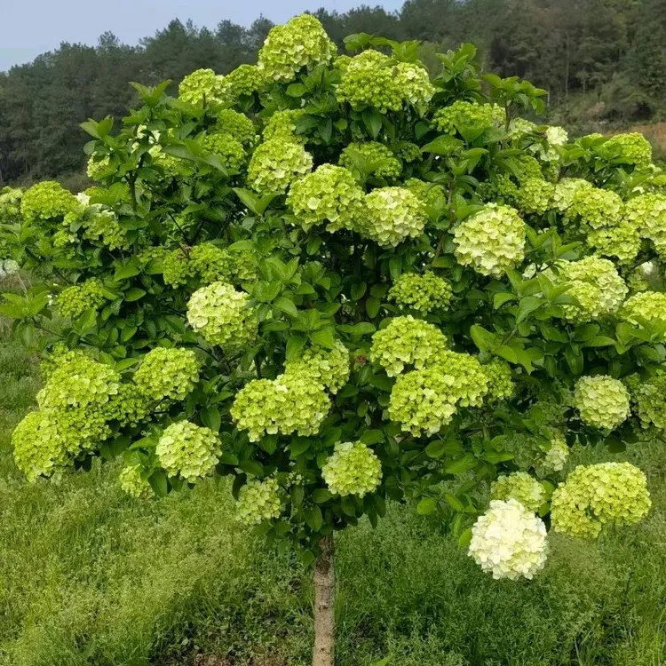 中华木绣球绣球树绿绣球绣球花大花斗球，耐热，耐寒，适合全国种植。